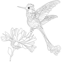 Vector illustration of hummingbird or colibri isolated on white background,  monochrome