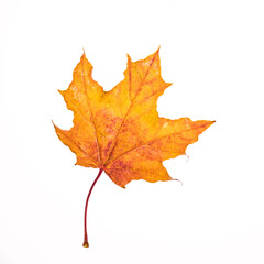 Naklejka na ściany i meble fallen, orange, autumnal, maple leaf, isolate on white background, square frame