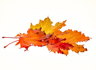 group of autumn leaves on a white background, several bright maple leaves in a bunch, fall season, basis for design