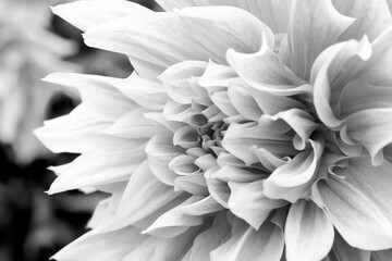 Black and white close up dahlia flower head