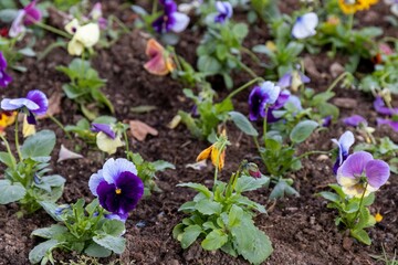 Freshly planted viola bushes in the park on the lawn in the ground, close-up.