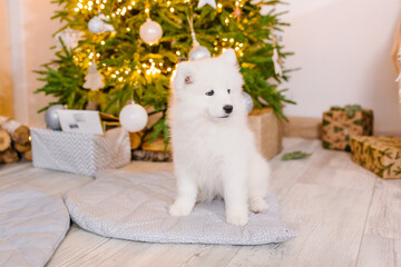 White and fluffy puppy near New Year's gifts and Christmas tree
