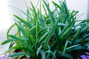 A popular indoor plant for beauty and health is aloe vera.