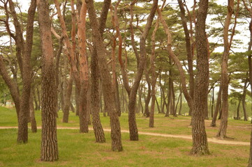 Naklejka premium Hiking in the beautiful Seoraksan Mountains and outside of Sokchos temples, South Korea