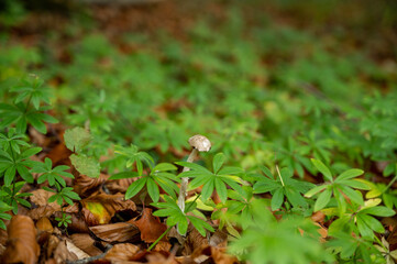 Herbstwald