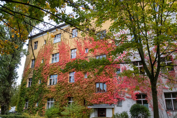 Rot verfärbte Fassadenbegrünung entlang der Varnhagenstrasse in Berlin-Prenzlauer Berg