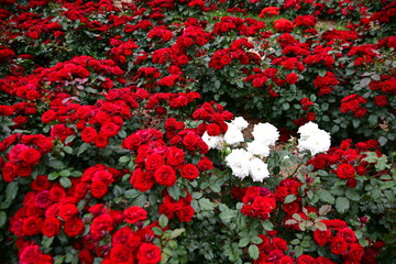 빨강 장미 속에 솜털 장미