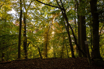 Obraz premium Herbstwald