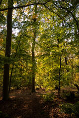 Obraz premium Herbstwald