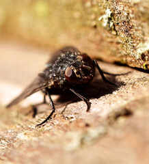 Close up housefly