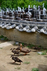 한여름 오리가족