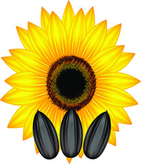 Flower sunflower with seeds.