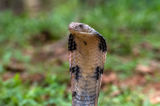 The king cobra (Ophiophagus hannah)