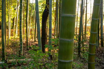 bamboo forest background in sunrise