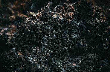 texture background, 
Burnt tree