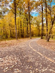 Obraz premium The road in the park in the autumn.