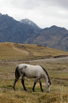White horse is walking on a pictures autumn pasture in cloudy weather on a background of beautiful landscape of Caucasus Mountains and country road, Georgia.