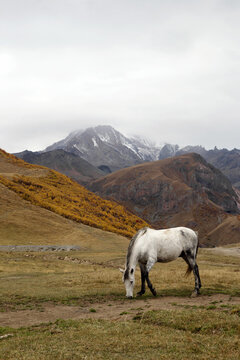 White horse is walking on a pictures autumn pasture in cloudy weather on a background of beautiful landscape of Caucasus Mountains, Georgia.