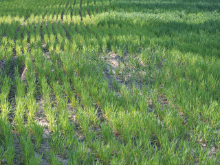 Seedlings of young wheat on a farm field. Crops sprouts.