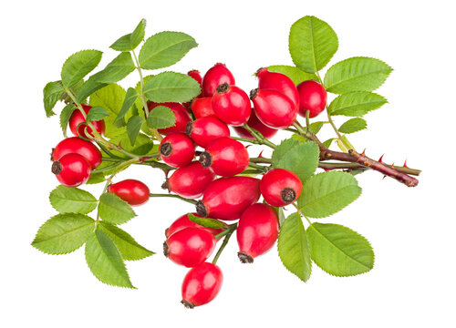 Ripe red rosehips on thorny briar twigs isolated on a white background. Rosa canina. Close-up of shiny sweet rose hips on small brier branches with lush green leaves and sharp thorns. Herbal medicine.