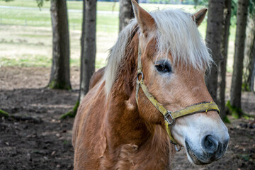 Obraz premium Schönes Braunes Pferd im Wald