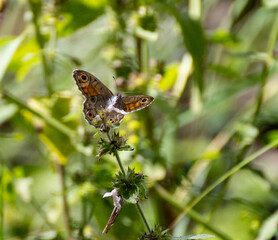 Beautiful flowers  and bees flying around them