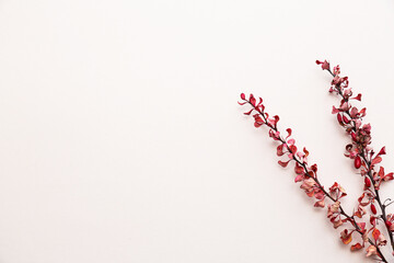 Dry branches of barberry with berries on a light pink background. Autumn concept