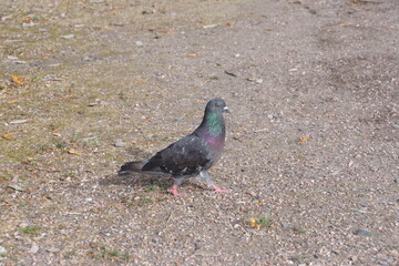 a dove walking on park