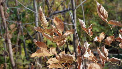 
Branches of trees with yellow foliage