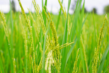 Fototapeta na wymiar The ears of unripe rice and green rice leaves, green rice fields.