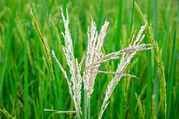 Some ears of rice that have been diseased Is the cause of incomplete seeds