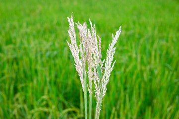 Some ears of rice that have been diseased Is the cause of incomplete seeds