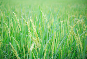 The ears of unripe rice and green rice leaves, green rice fields.