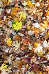 Autumn leaves of various colours scattered on the ground
