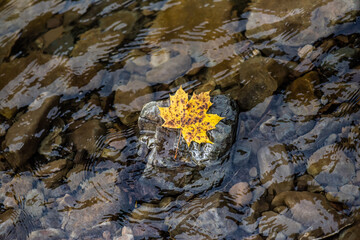 Mountain river in the national park