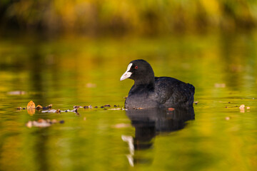 coot black portrait in pond