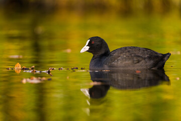 coot black portrait in pond