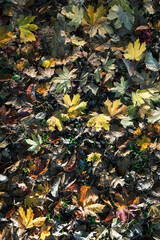 Dark green, amber, yellow and purple colourful Autumn leaves close up