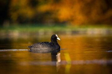 coot black portrait in pond