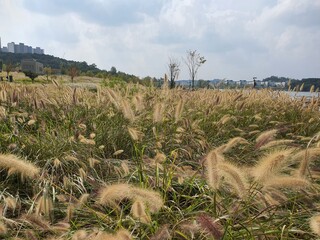 South Korea Reed forest