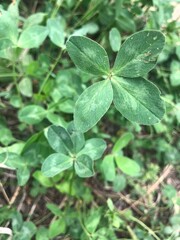 4 and 5 leaf clover in the field