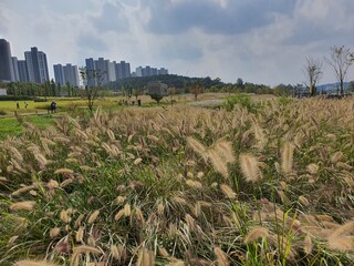 South Korea Reed forest
