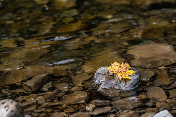 Mountain river in the national park