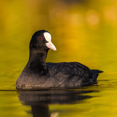 coot black portrait in pond