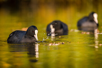 coot black portrait in pond