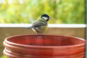 portrait of a yellow Great Tit on the empty flowerpot. Little tomtit holds food in its beak