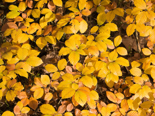 autumn leaves background