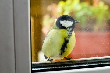 Beautiful tit bird in the city. Great tit on the window sill singing and waiting for food.