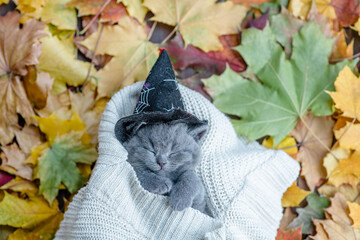 Cute kitten wearing hat for halloween  sleeps under warm plaid with fall foliage. Top down view....