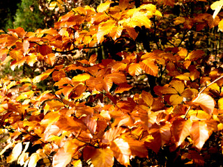 autumn leaves background